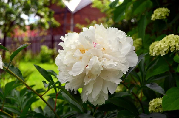 Peonia bianca — Foto Stock