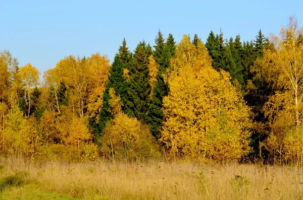 Foresta autunnale — Foto Stock