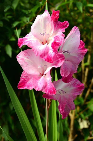 Fleur de gladiole rose . Images De Stock Libres De Droits