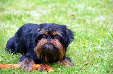Belçikalı griffon köpek için a yürümek
