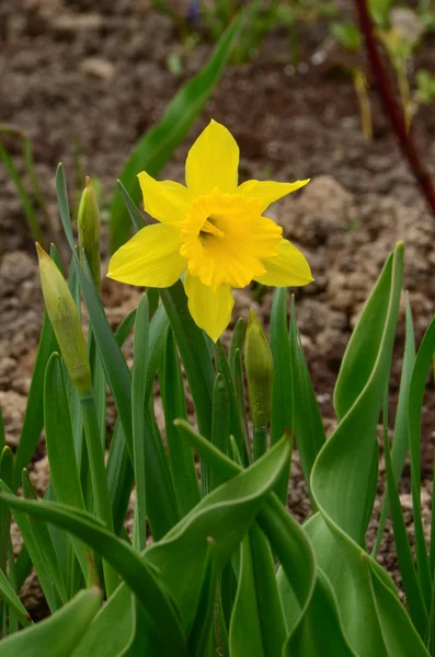 Narzissenblüte auf einem Beet — Stockfoto