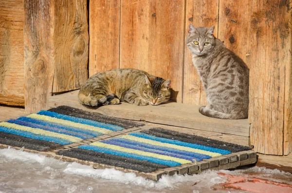 Dois gatos em um limiar de uma velha casa de tronco — Fotografia de Stock