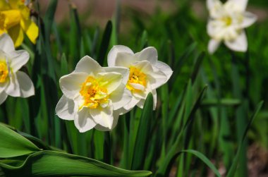 Narcissuses on a bed