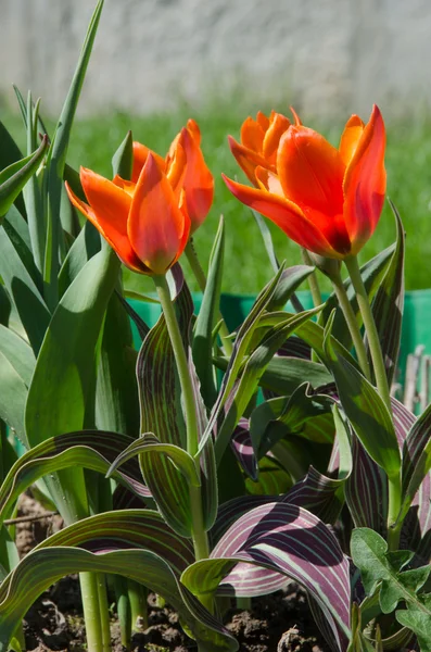Oranžové tulipány na posteli — Stock fotografie