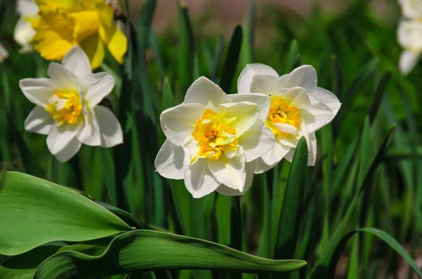 Narcissuses on a bed — Stock Photo, Image