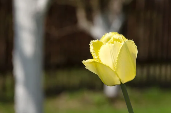 Tulipán žlutý froté — Stock fotografie