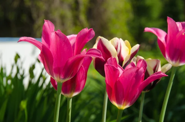Gruppo di tulipani rosa in un giardino — Foto Stock