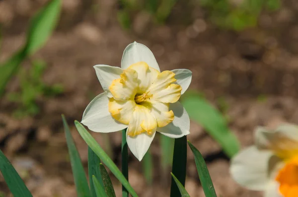 Weiße Frottee-Narzisse — Stockfoto