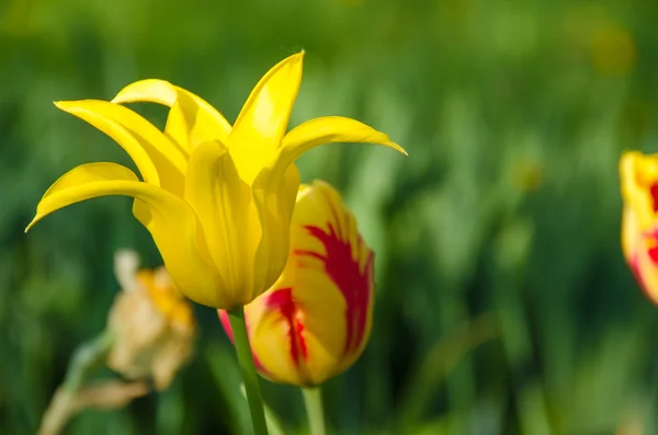 Žlutá lilie tulipány — Stock fotografie