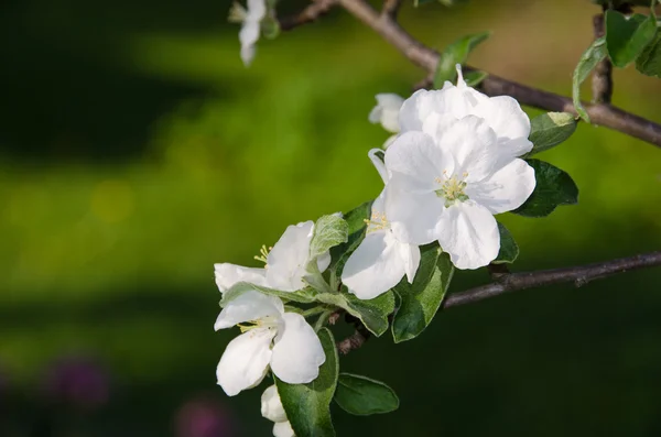 봄 사과 나무 색상 — 스톡 사진