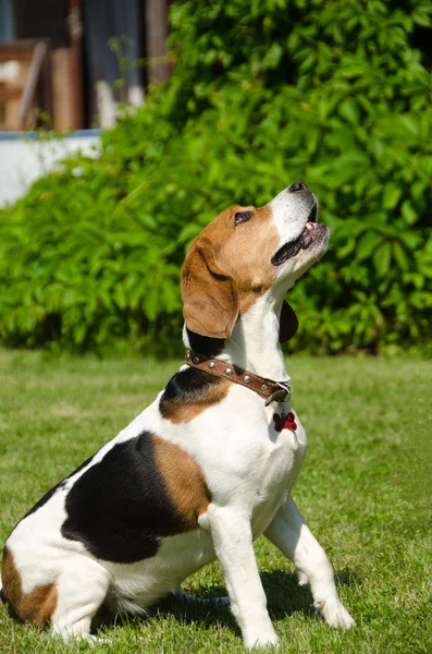 Engelse beagle - ras van de honden van de jacht van honden — Stockfoto