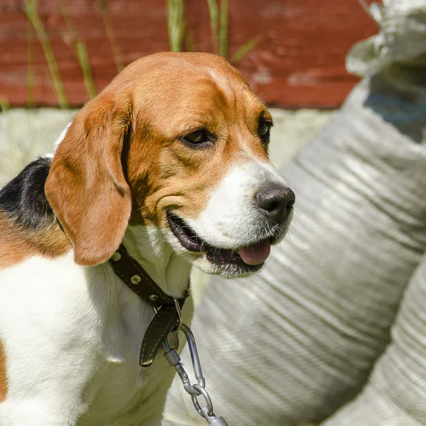 English beagle - breed of the hunting hounds of dogs — Stock Photo, Image