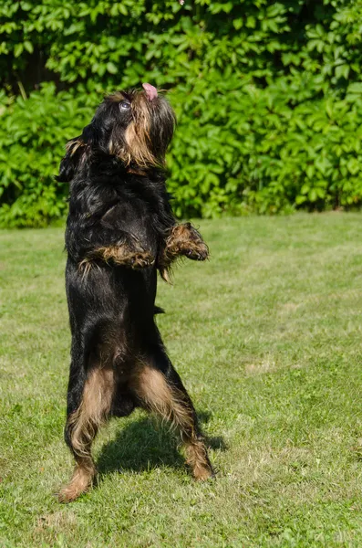 O cachorrinho dançarino — Fotografia de Stock