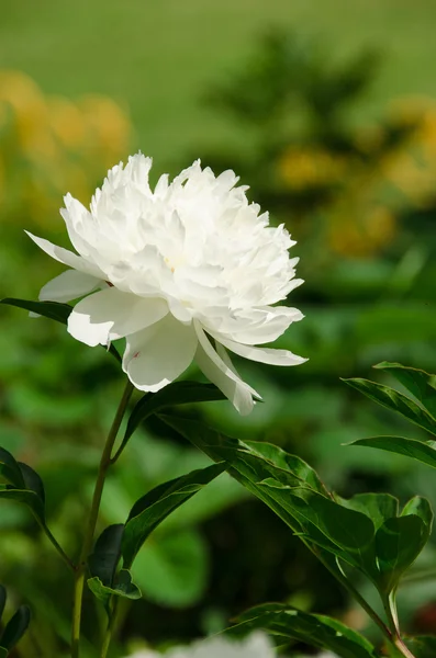 Peonia bianca — Foto Stock