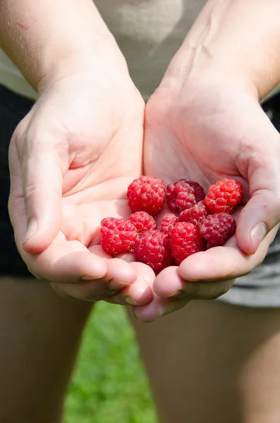 Raspberries in her hands — Stock Photo, Image