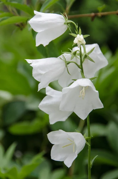 Witte klokken. — Stockfoto