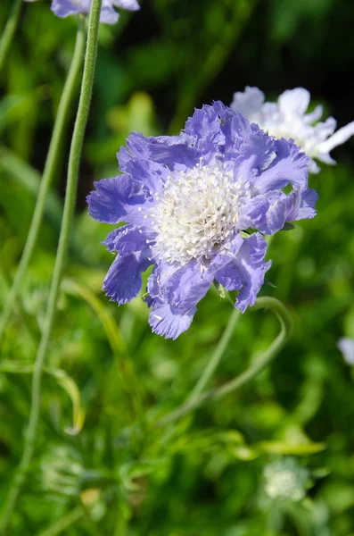 Scabiosa çiçek — Stok fotoğraf