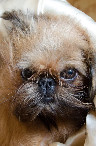 Portrait of a little red dog — Stock Photo, Image