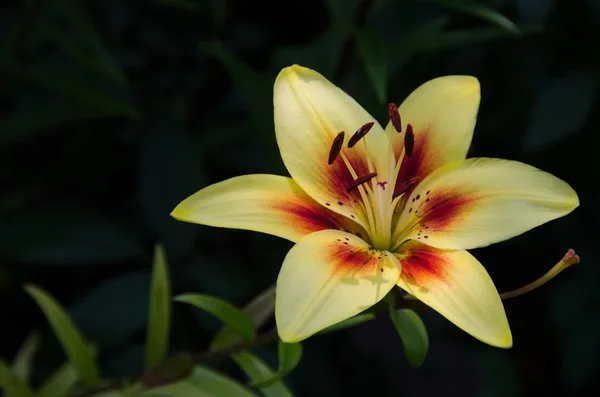 Solar lily on dark background. — Stock Photo, Image