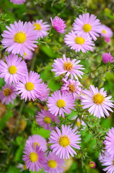 Flowers shrubby asters — Stock Photo, Image