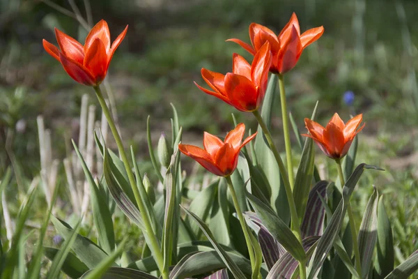 Oranžové tulipány na posteli — Stock fotografie