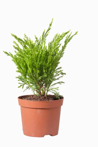 Zaailing Van Juniper Een Bloempot Voor Aanplant Tuin — Stockfoto