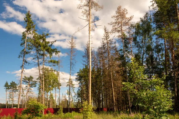 Лесной Край Рядом Пригородной Деревней Красивый Летний Пейзаж — стоковое фото