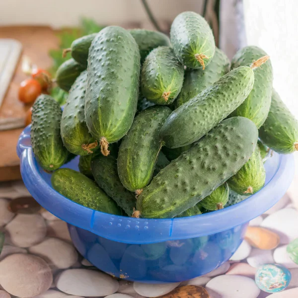 Bahçe Yatağından Taze Salatalıklar Mutfak Masasındaki Kasede — Stok fotoğraf