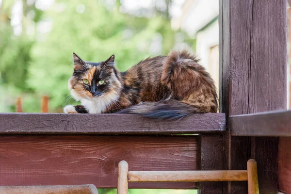 Gato Variegado Tricolor Senta Corrimão Uma Casa Campo — Fotografia de Stock