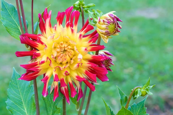 Dahlia Jaune Rouge Par Une Journée Ensoleillée Été Sur Lit — Photo