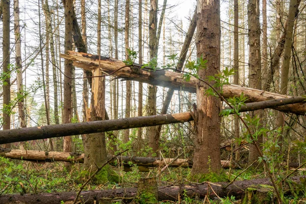 Padlý Strom Jehličnatých Lesích Důsledkem Větrolam — Stock fotografie