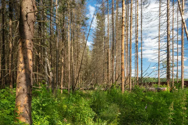 Stará Opuštěná Lesní Cesta Okraji Lesa Poblíž Příměstské Vesnice — Stock fotografie