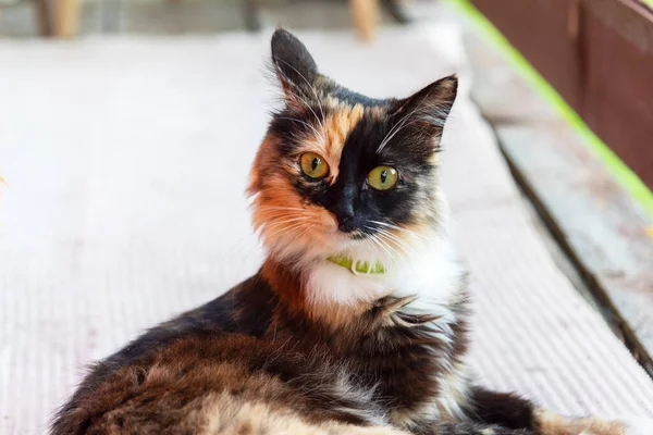 Gato Variegado Tricolor Com Uma Gola Verde Senta Terraço Uma — Fotografia de Stock