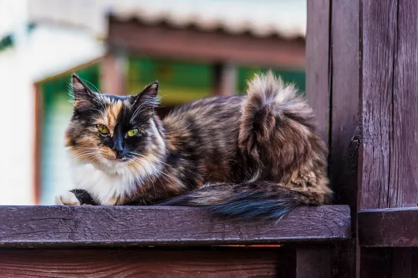 Een Driekleurige Bonte Kat Zit Reling Van Een Landhuis — Stockfoto
