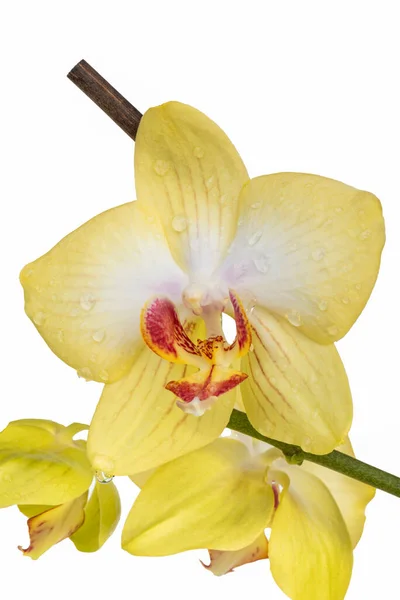 Orchidea Fiore Gocce Acqua Limone Dopo Irrigazione — Foto Stock