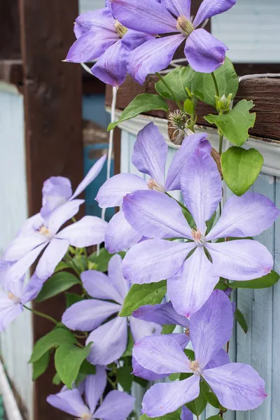 Flowers Purple Clematis Perennial Eel Decorative Outdoor Breeding — Stock Photo, Image