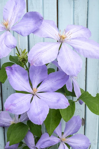 Blommor Lila Klematis Perenna För Dekorativa Utomhus Avel — Stockfoto