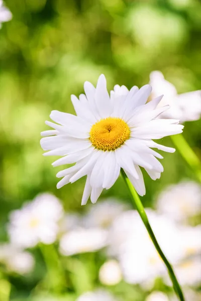 Margherite Fiori Ornamentali Medicinali — Foto Stock