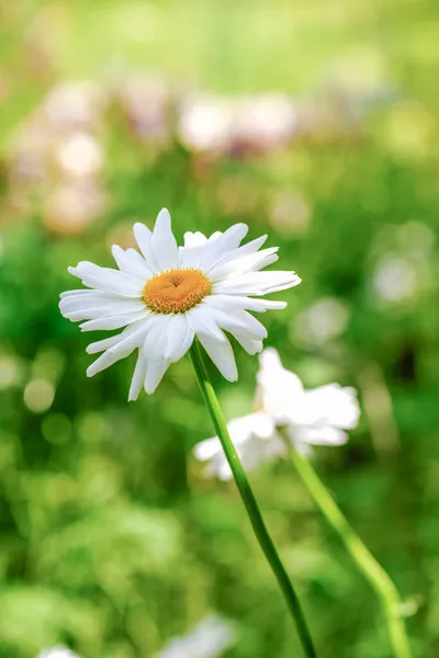 Margherite Fiori Ornamentali Medicinali — Foto Stock