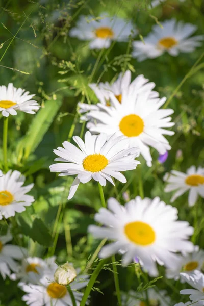 Margherite Fiori Ornamentali Medicinali — Foto Stock