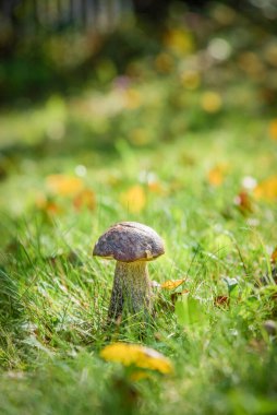 koltuk altı - ağaç altında yetişen yenilebilir orman mantar