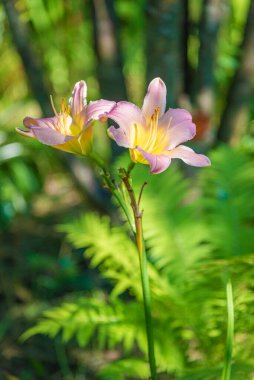 Güneşli bir günde, bahçede çiçek tarhında iki pembe zambak.