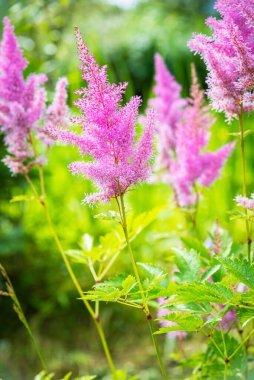 Bahçenin çiçeği, bahçedeki çiçek tarhında pembe astilba.