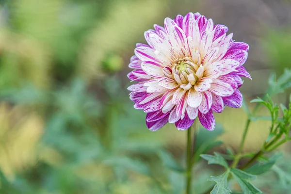 Afwisselend Paars Wit Dahlia Een Tuinbed — Stockfoto