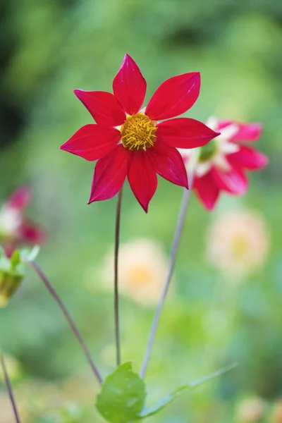 Tipo Dahlia Escarlate Bambino Dia Verão Canteiro Flores Ensolarado — Fotografia de Stock