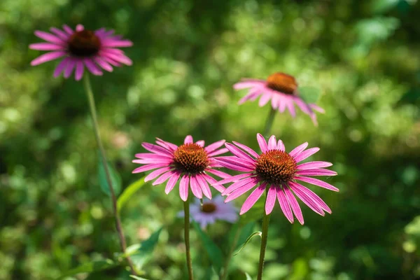 Flowers Pink Coneflower Rudbeckia Bed Garden — Stock Photo, Image