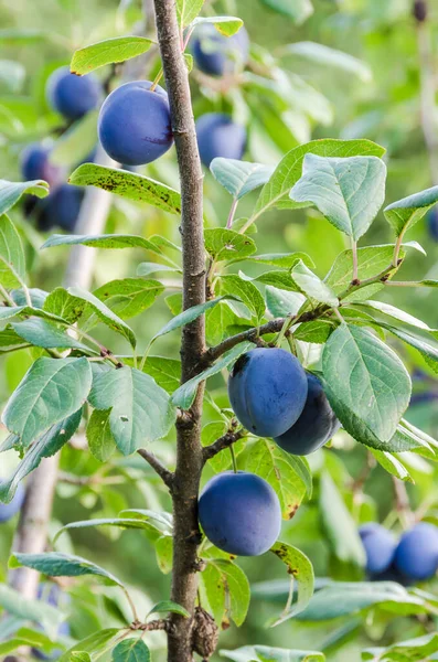 Black Plums Prunes Tree Branch Garden — Stock Photo, Image