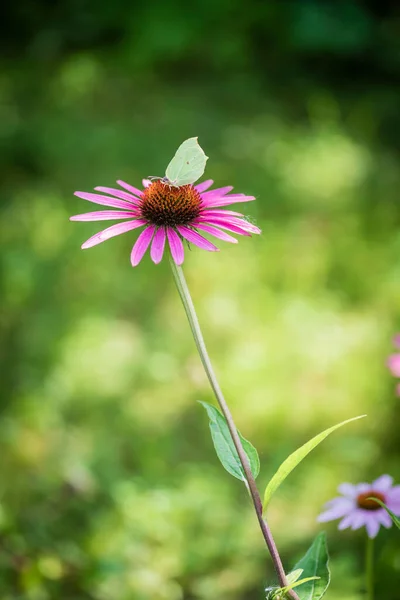 Butterfly Cabbage Whiting Pink Flower Flowerbed Summer Garden — Stock Photo, Image