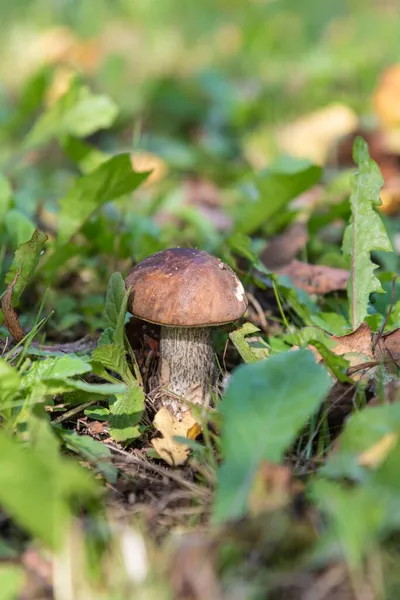 koltuk altı - ağaç altında yetişen yenilebilir orman mantar