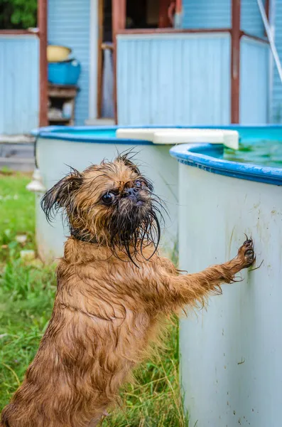 Маленькая Рыжая Собака Брюссельский Грифон После Купания Бассейне — стоковое фото
